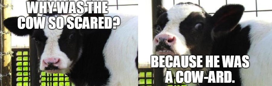 Why was the cow so scared? Because he was a cow-ard.